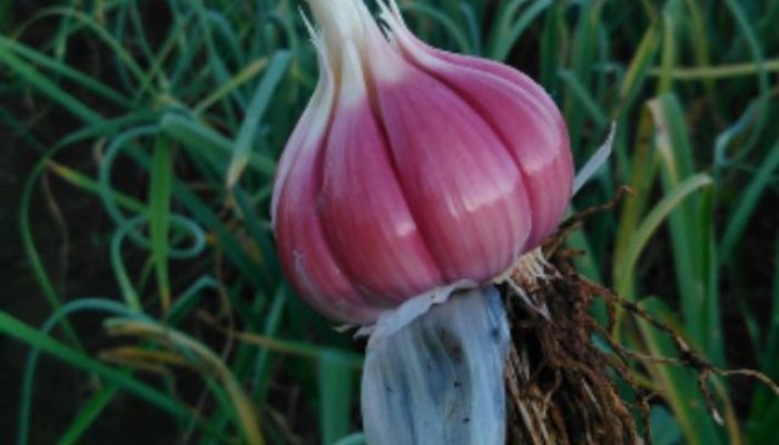 IG-Alho-Roxo-do-Planalto-Catarinense.jpg