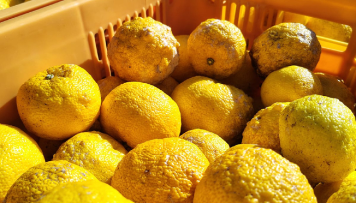 Limao-Yuzu_Divulgacao-Onaka.png