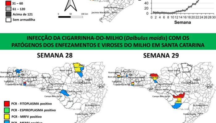 Monitora-Milho-SC-Sem-29-safra-2025.26-765x1024.jpg