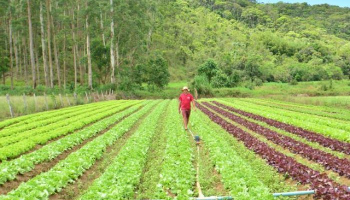 agricultura-sustentavel.jpg