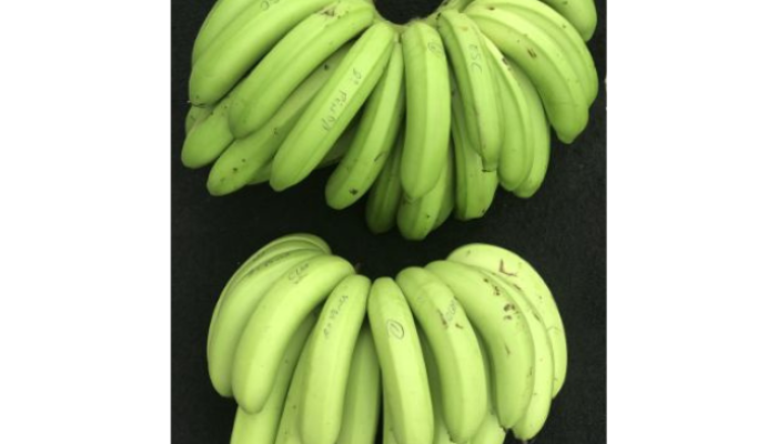 banana-SCS455-Clarinha.png