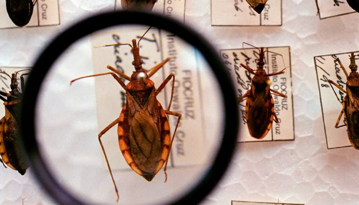 barbeiro_chagas_3.jpg