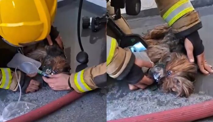 cachorrinha-resgatada-incendio-apartamento-sc.jpg