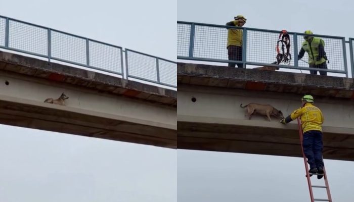caramelo-resgatado-viga-passarela-br-282-xanxere.jpg