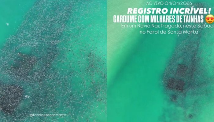 cardume-tainhas-navio-naufragado-farol-santa-marta-laguna-sc.jpg