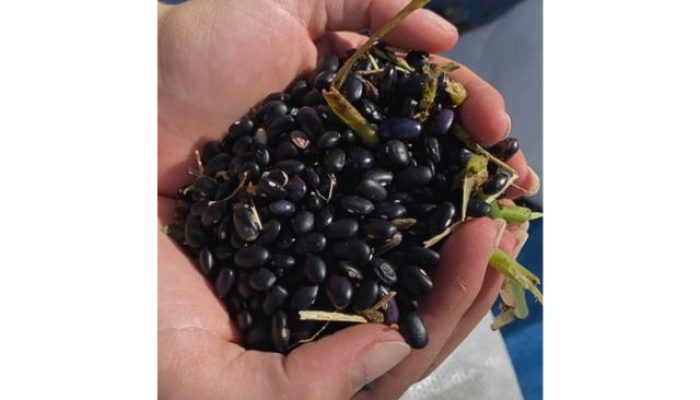 colheita-de-feijao-cedup-agua-doce.jpg