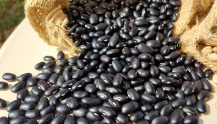 cultivar-de-feijao-potencia-epagri.jpg