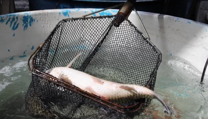 erechim-realiza-feira-do-peixe-vivo-nesta-quinta-e-sexta-feira1775066928-1450x850-ff9b8335.webp.webp