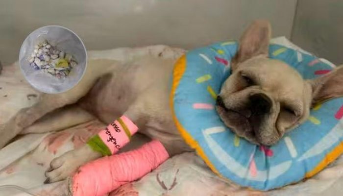 ex-tutora-e-denunciada-por-maus-tratos-a-animais-em-sc-apos-filhote-engolir-drogas1787250943.jpg