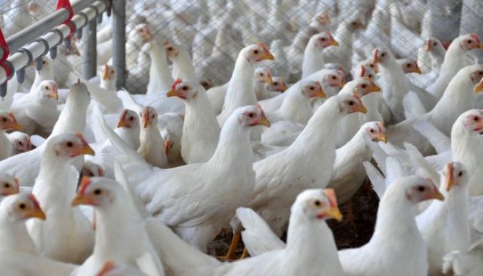 frango.jpg