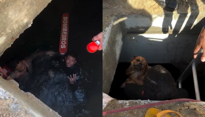 guarda-vidas-salvam-cachorro-galeria-praia-balneario-camboriu.jpg