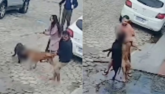 homem-mata-leao-pitbull-cachorro-itajai.jpg