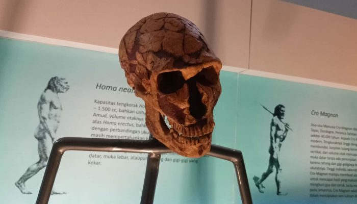 homo_2-scaled.jpg