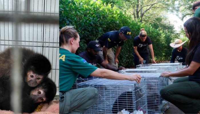ibama-fecha-criadouro-macacos-prego-sc.jpg