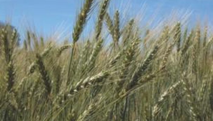 impasse-com-governo-federal-dificulta-socorro-a-produtores-gauchos-avalia-farsul.jpg
