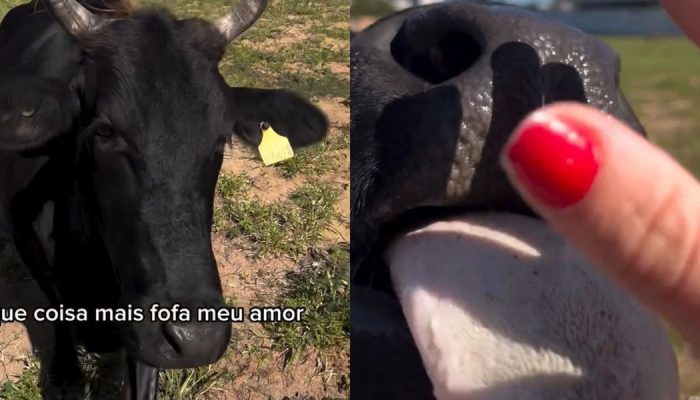 jovem-florianopolis-amizade-boi-campeche-viral-2.jpg