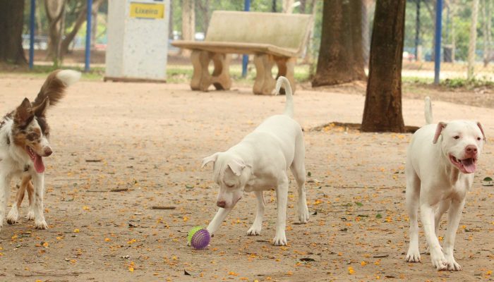 lei-torna-crime-exercicio-ilegal-da-medicina-veterinaria1780921926.jpg