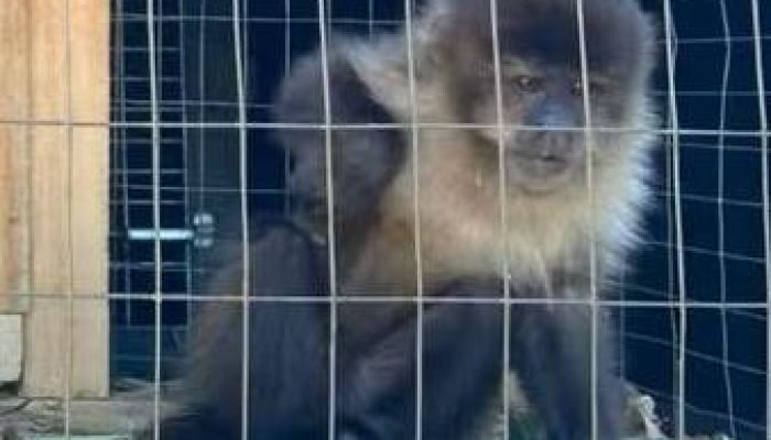 macaco-prego-e-resgatado-de-cativeiro-ilegal-no-norte-do-rs.jpg
