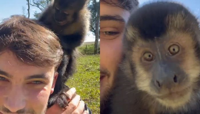 macaquinho-conquista-trabalhador-mafra-sc.jpg