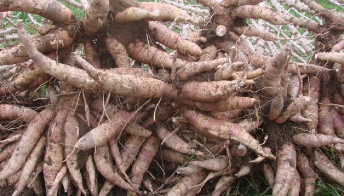 mandioca-sambaqui-epagri-3.jpg