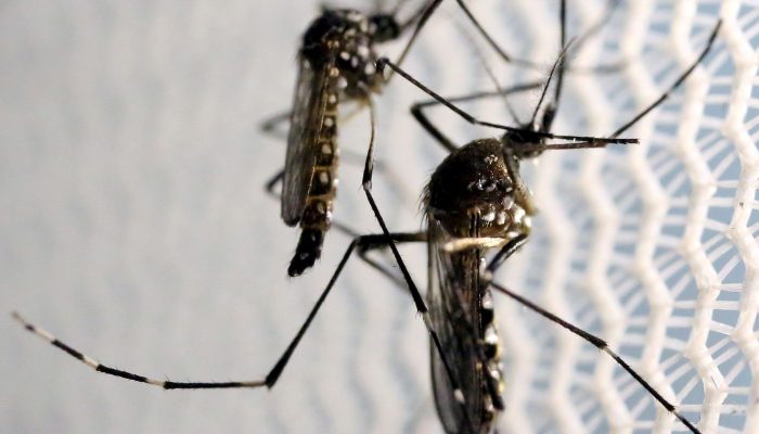 mosquitos_aedes_aegypti_dengue.jpg