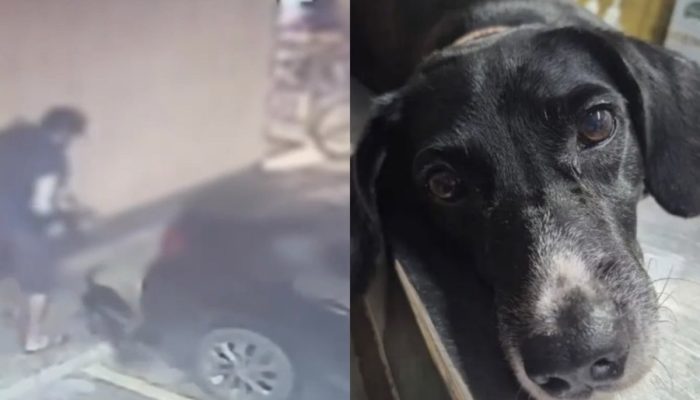 motorista-arrasta-cachorro-engano-decide-adotar-joinville.jpg