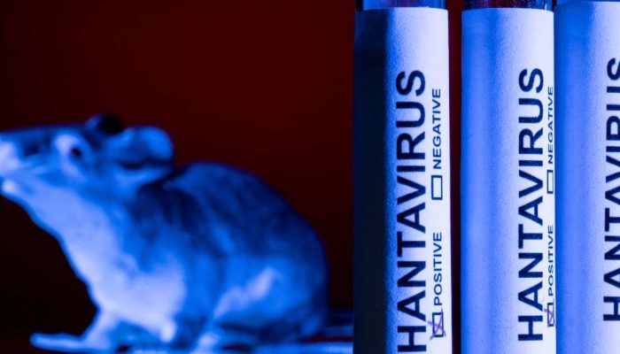 mundo-argentina-vai-estender-a-outra-provincia-estudo-de-roedores-por-hantavirus-os-estudos-se-somam.jpeg