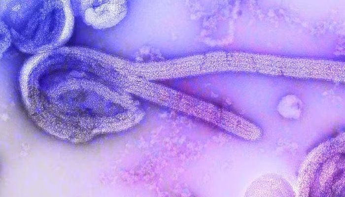 oms-declara-emergencia-internacional-por-surto-de-ebola-no-congo.jpg