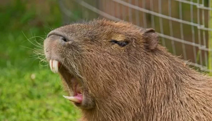 patram-se-manifesta-sobre-ataque-a-pescador-e-aponta-capivara-como-principal-suspeita-1450x850-8ea2d.webp