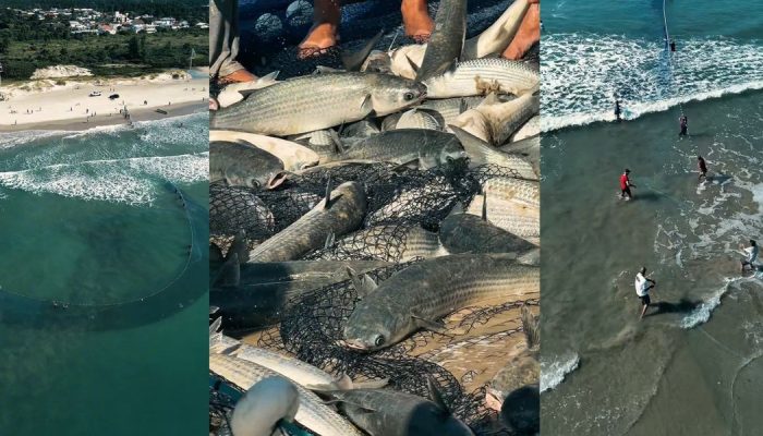 pesca-tainha-2026-palhoca-pinheira-tradicao-catarinense-2.jpg