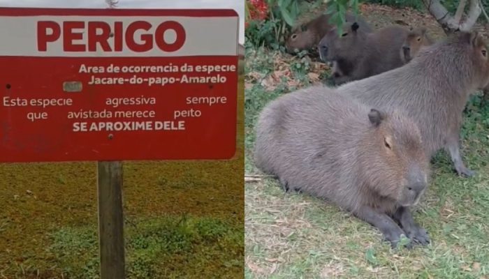 placa-jacare-capivaras-campeche-florianopolis.jpg