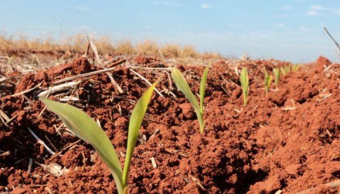 plantio-de-milho-avanca-no-rio-grande-do-sul-mas-frio-intenso-preocupa-produtores.jpg