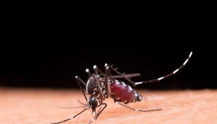 rio-grande-do-sul-confirma-segunda-morte-por-dengue-em-2026.jpg