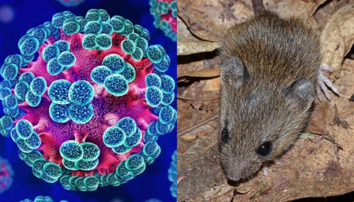 sc-hantavirus-seara-cruzeiro-2.jpg