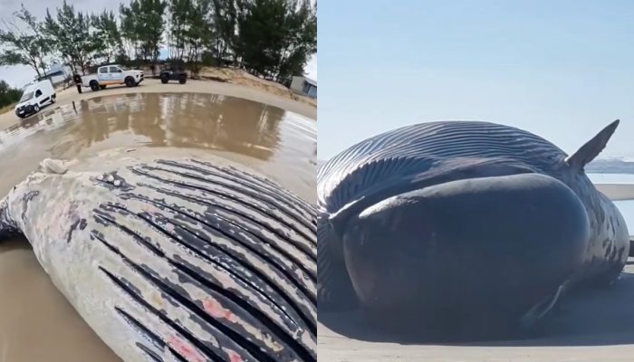 segunda-baleia-morta-praia-jaguaruna-48-horas-jubarte.jpg