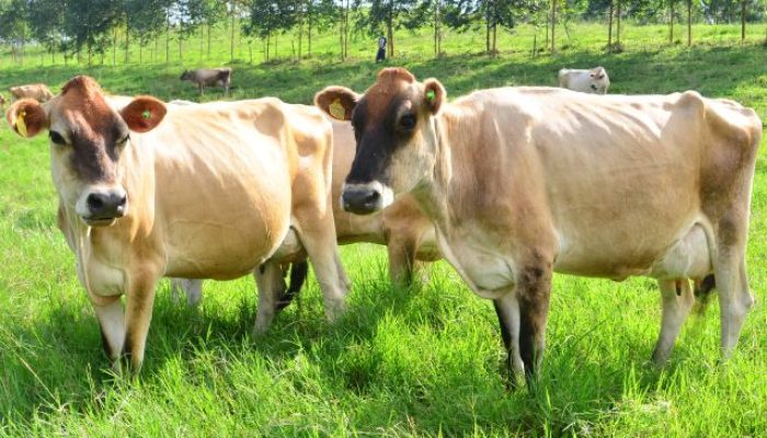 vaca-leite-Aires-Mariga.jpg